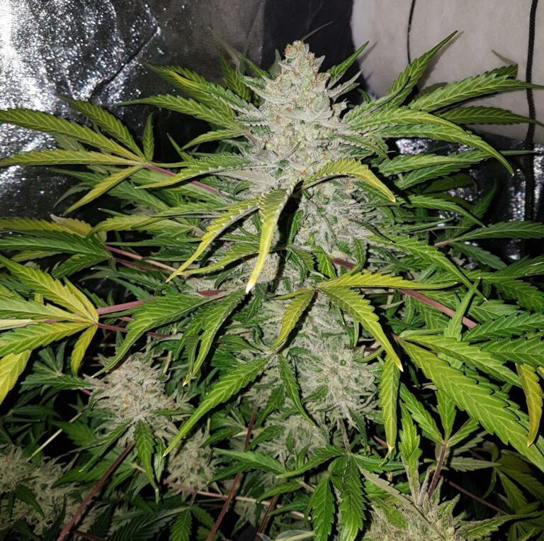 amnesia-haze-auto-3
