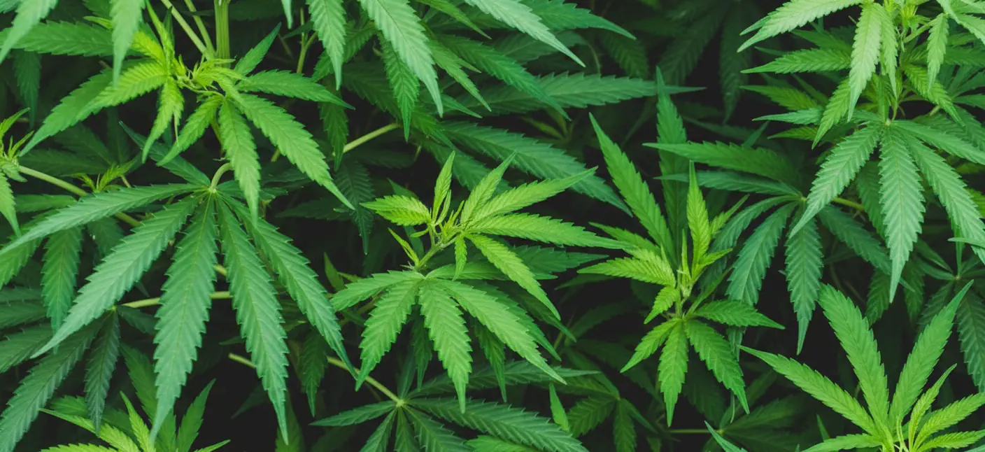 hcc czy jest legalne