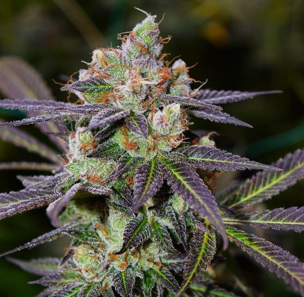 macierzyństwo a medyczna marihuana