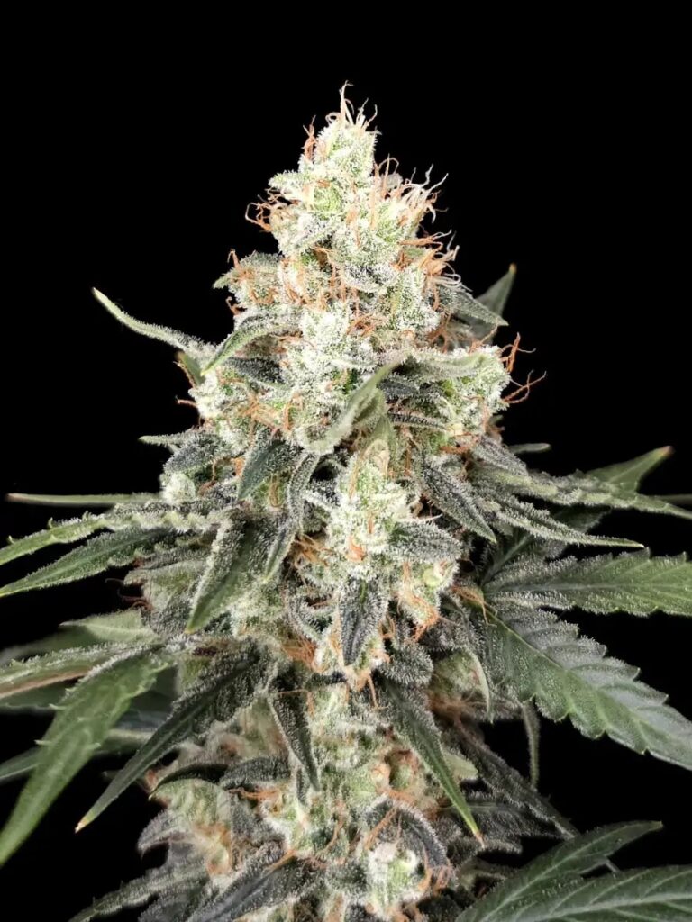 Afghan Auto 01
