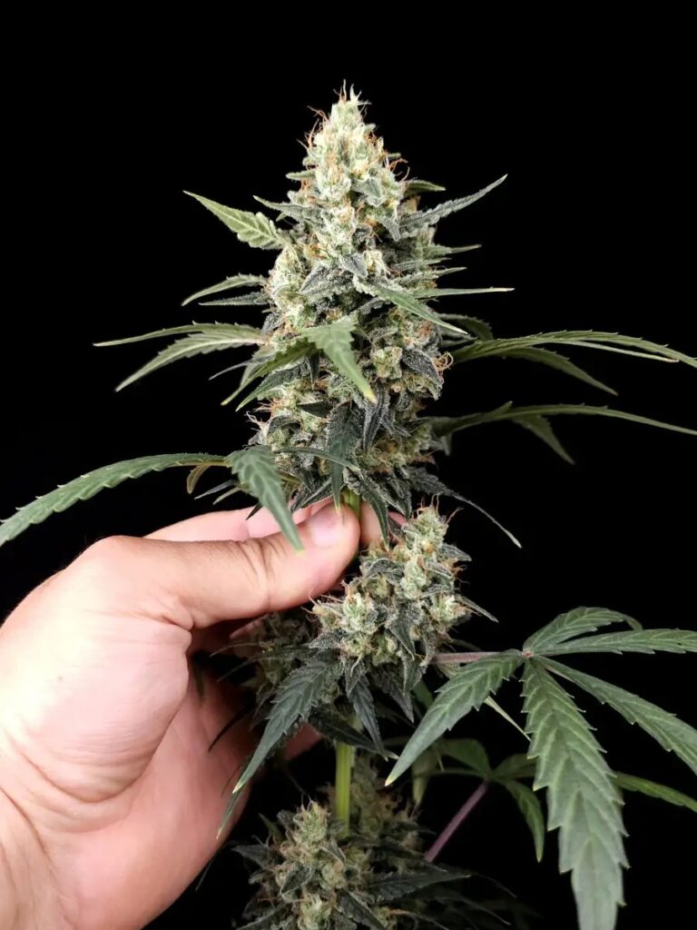 Afghan Auto 01