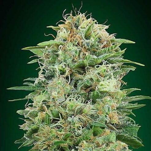 White Widow Auto