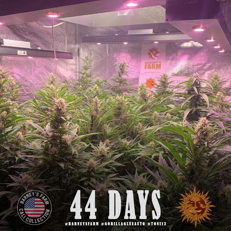 Gorilla Glue Auto - Barney`s Farm - obrazek 3