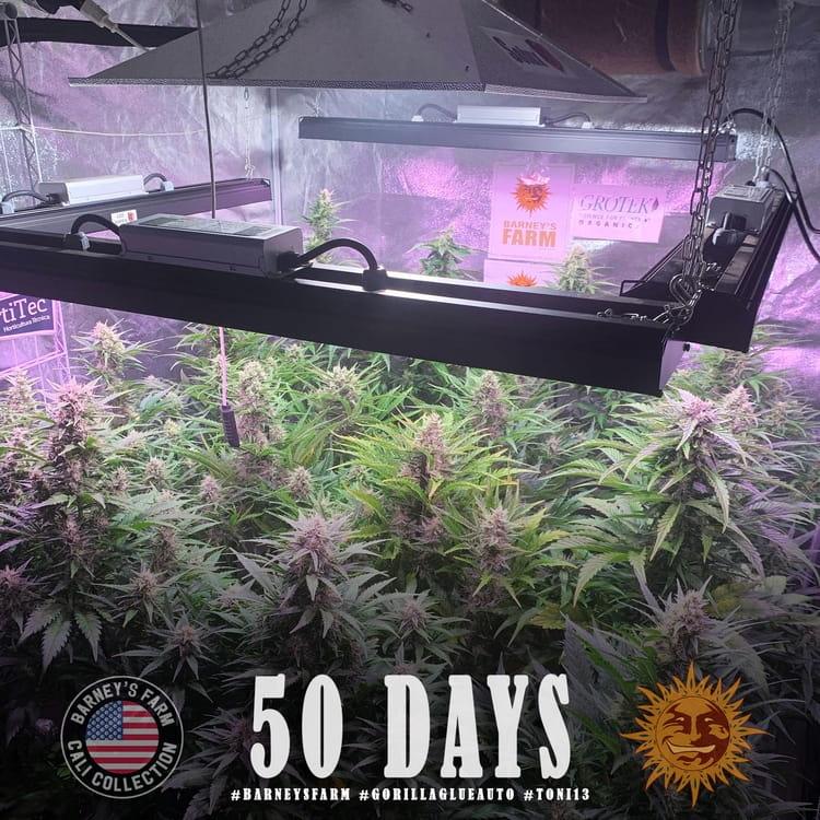 Gorilla Glue Auto - Barney`s Farm - obrazek 4