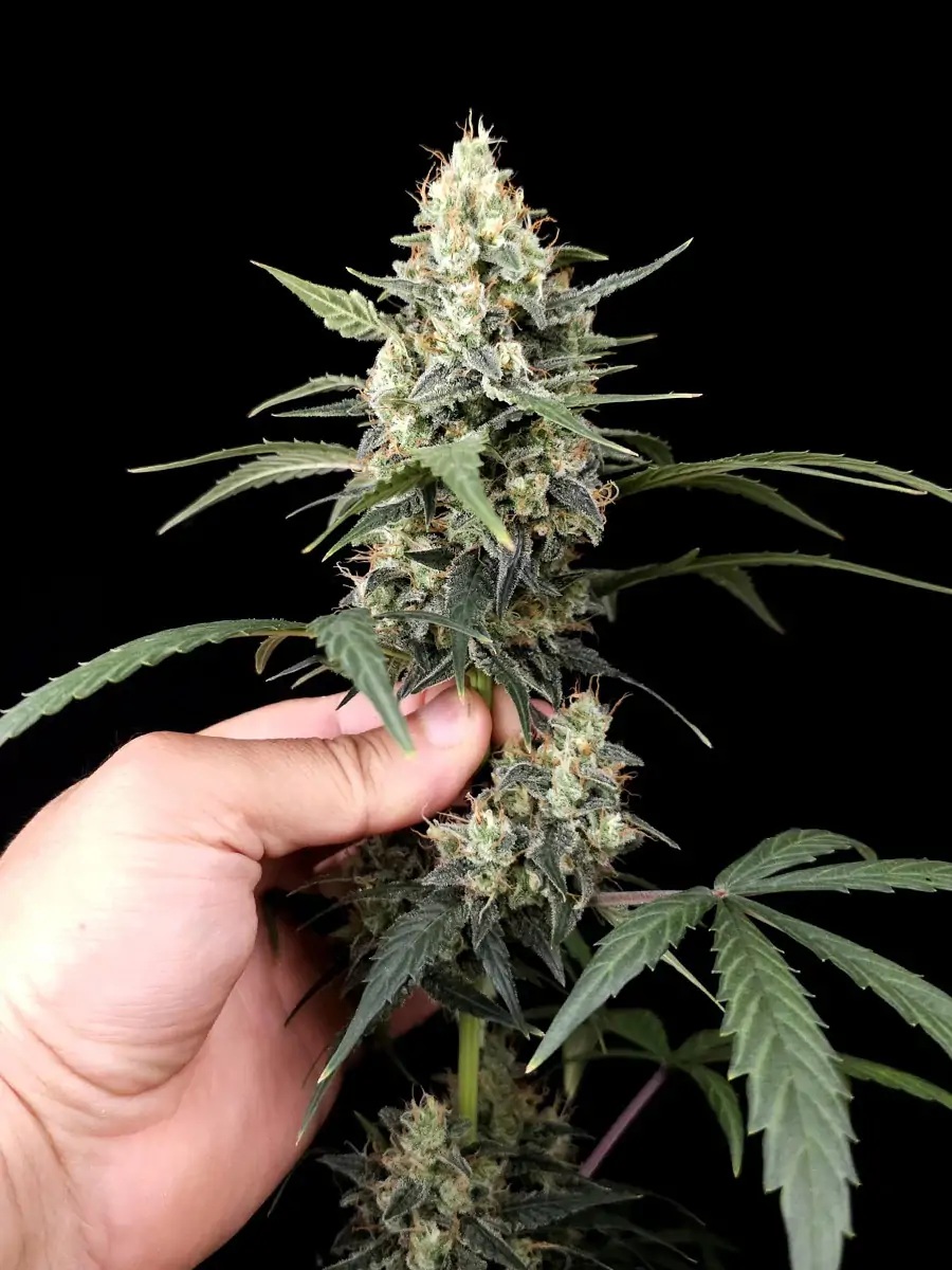 Afghan Auto - obrazek 2