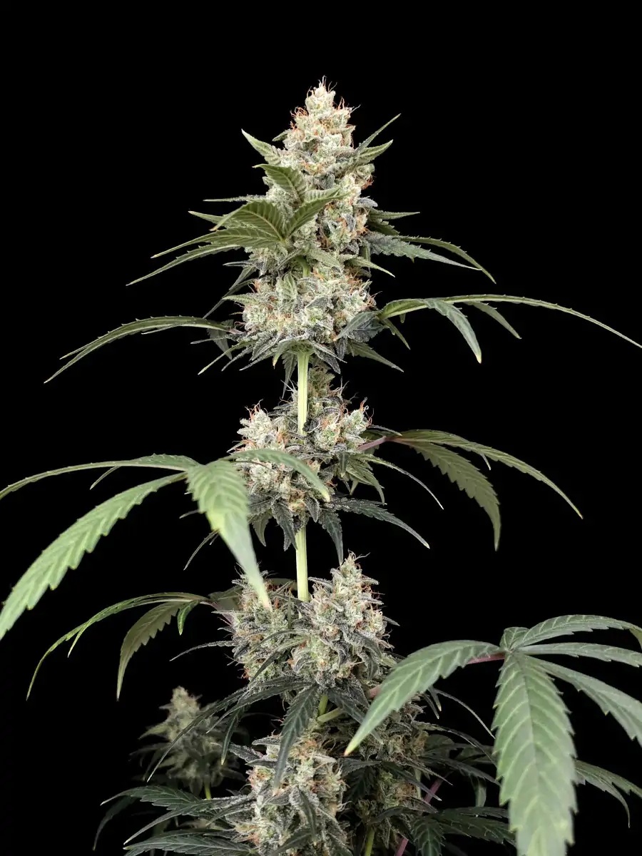 Afghan Auto - obrazek 6