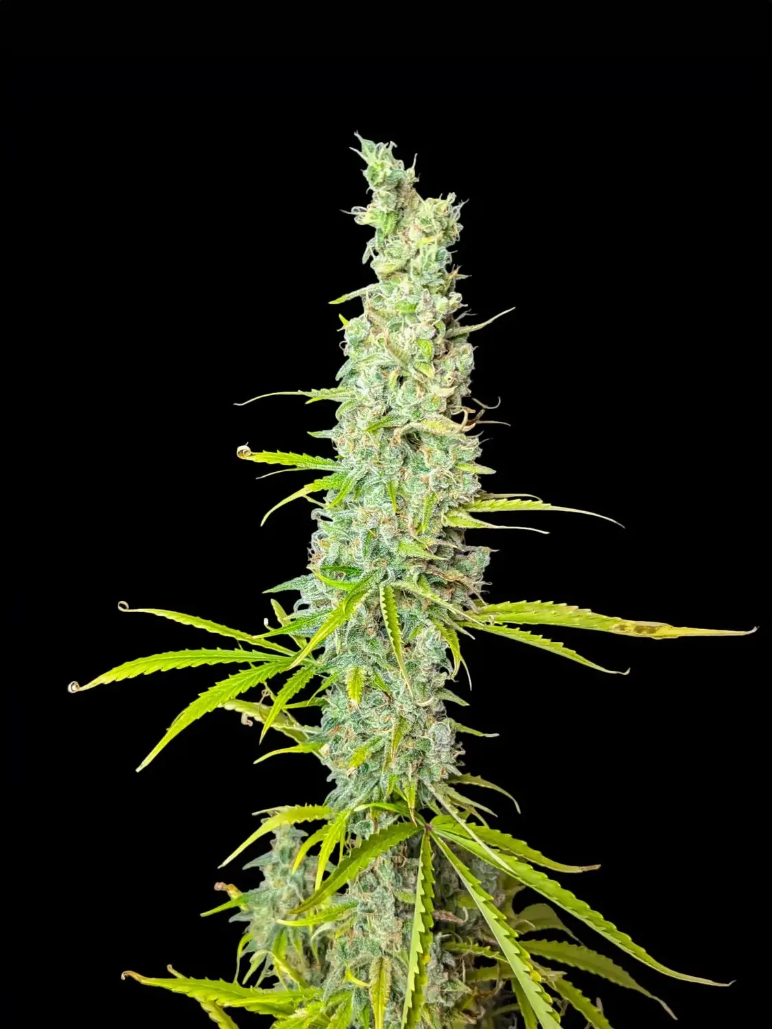 Afghan Auto - obrazek 5