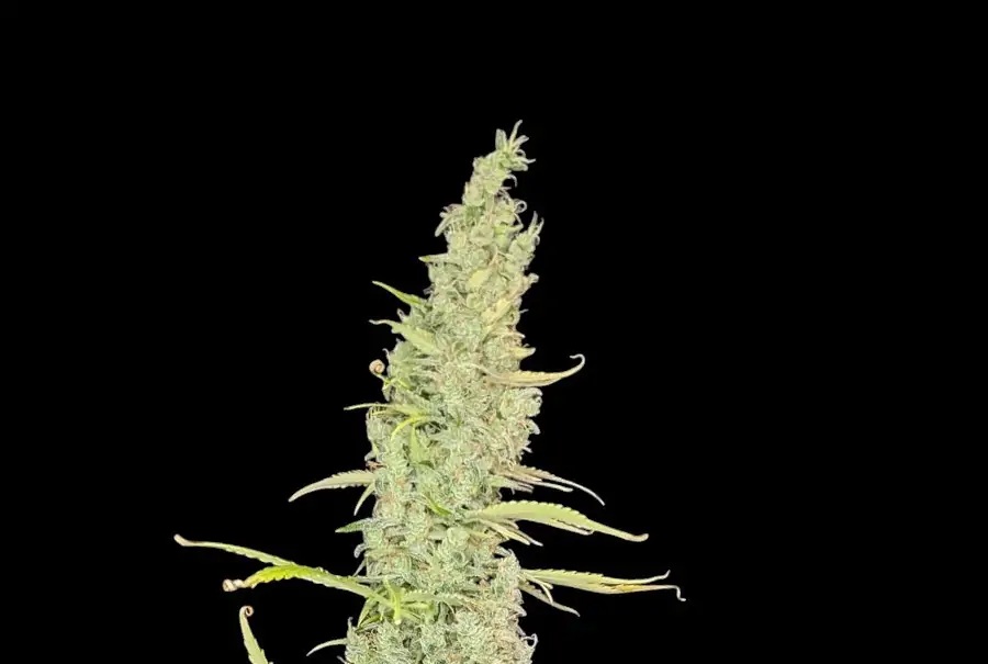 Afghan Auto - obrazek 4