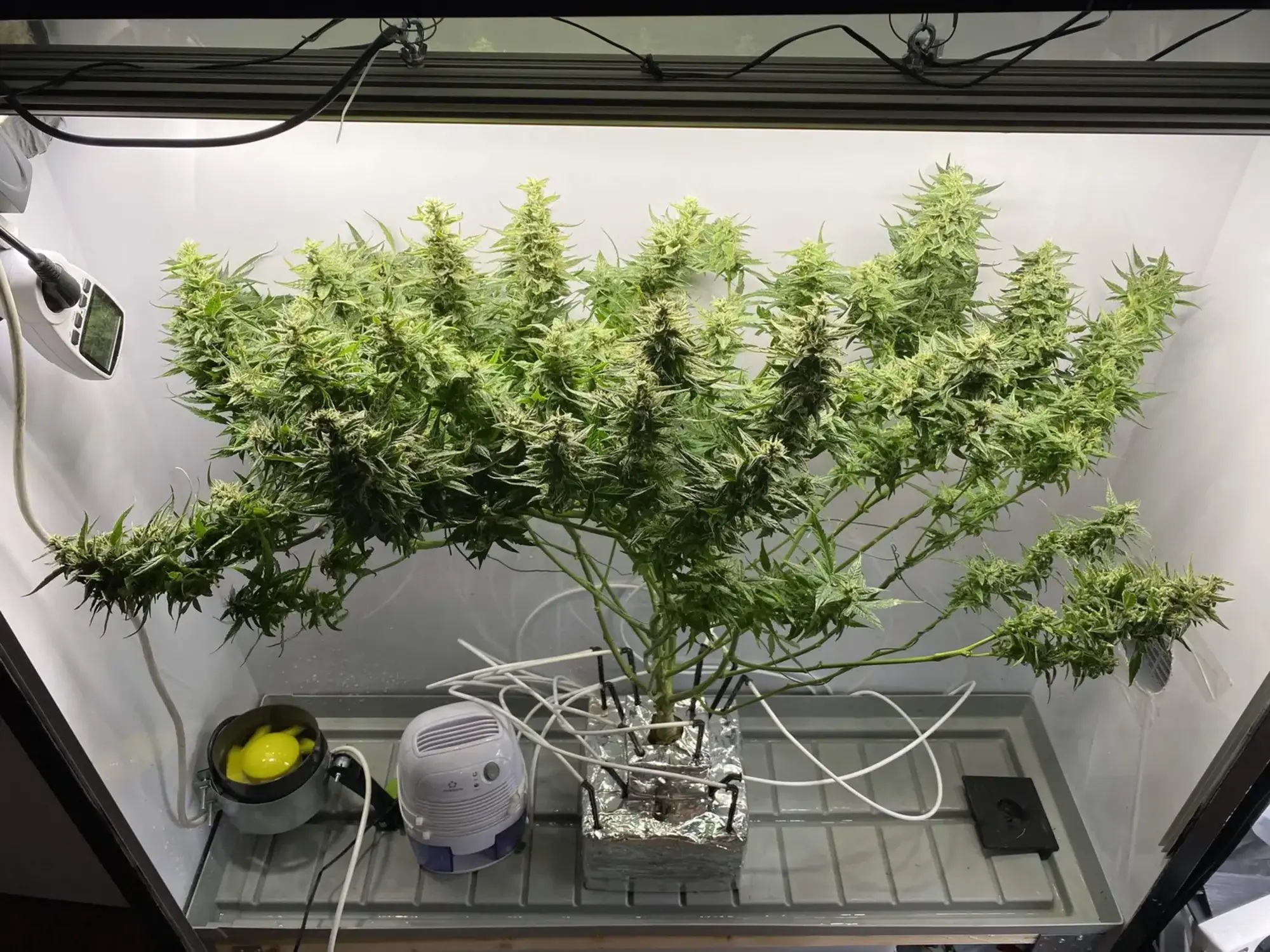 Afghan Auto - obrazek 7