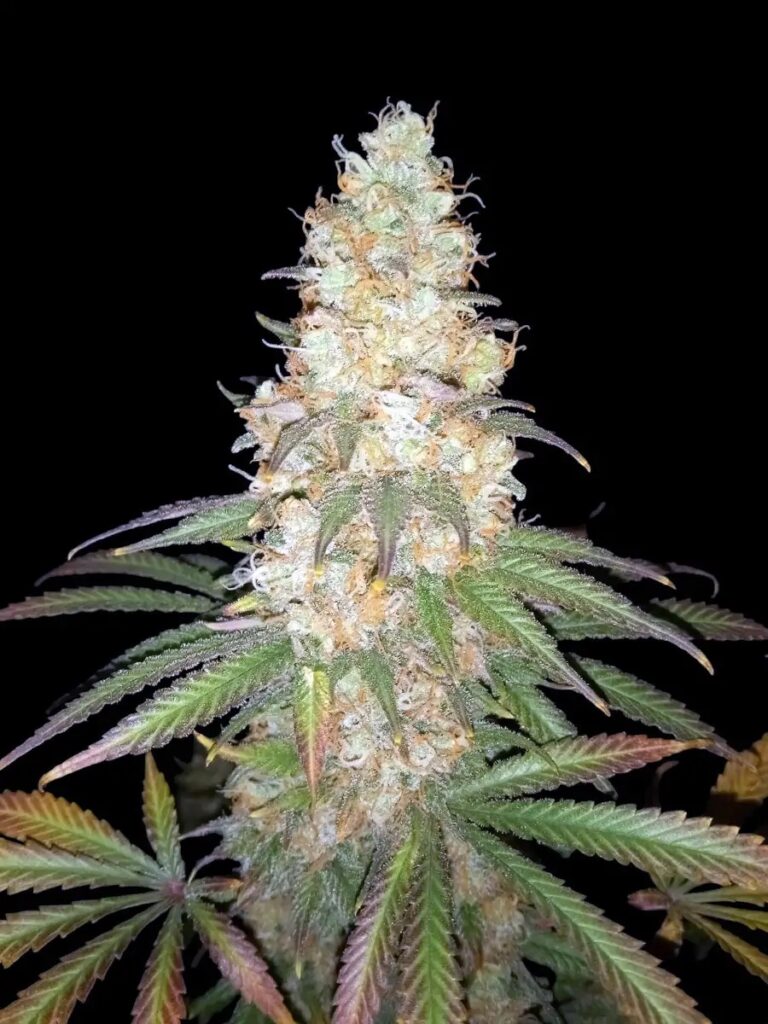 Afghan-Fast-01