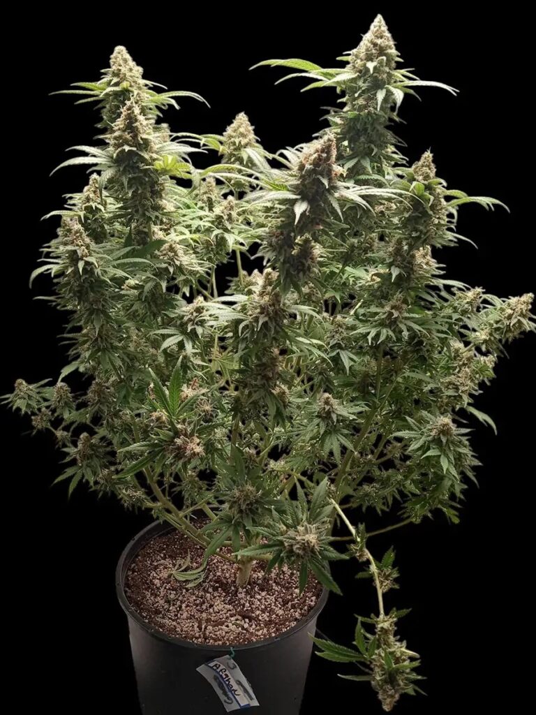 Afghan-Fast-01