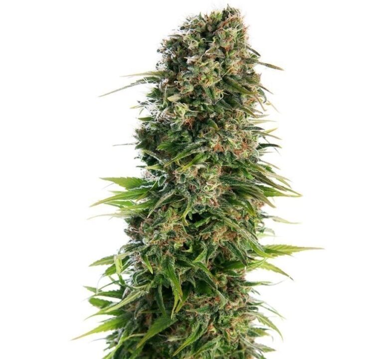 afghan-kush-auto-1