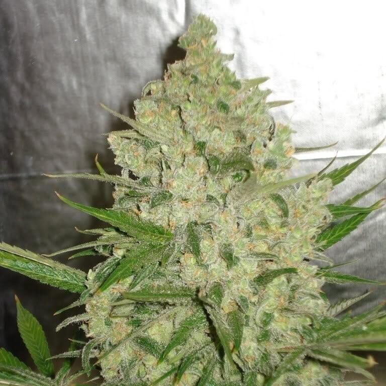 ak-47-3-1-e1691760345147