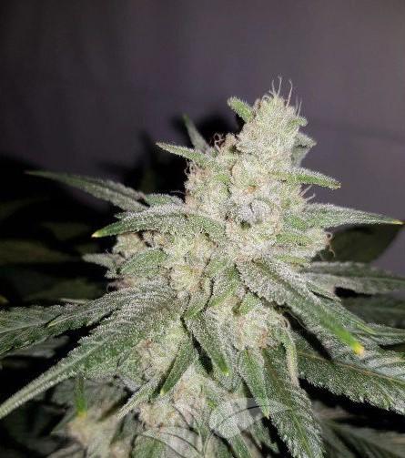 gelato-auto-2