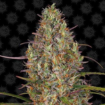 glue-gelato-auto_circle_new_12_869469-1-e1691762278607