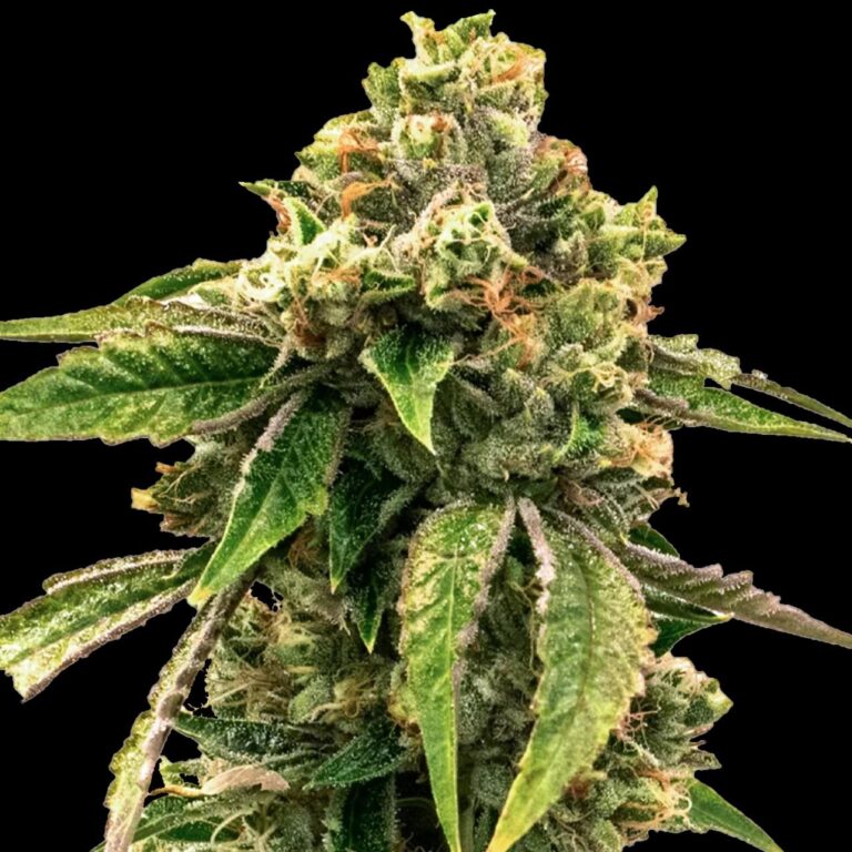lsd-auto2