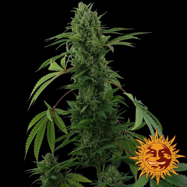 pineapple-express-auto_circle_new_12_86499557-e1691761406171
